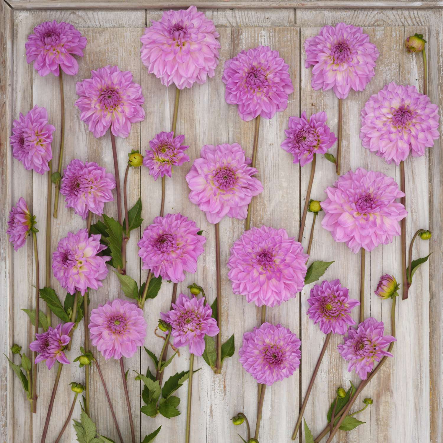 Dahlie ‘Pink Ardour’